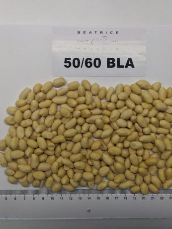 Brazilian runner Blanched Peanuts 50/60